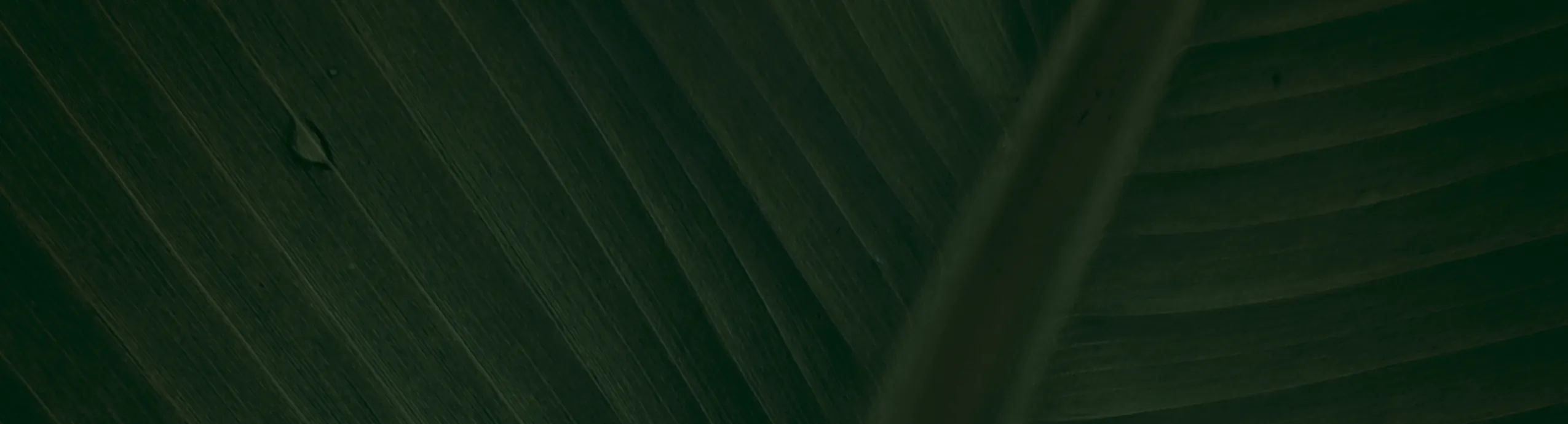 hero-image_optimized Ace Killer OG Shatter