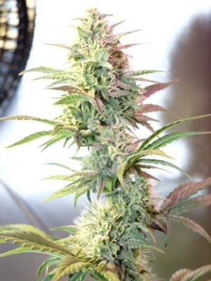 105576_og-kush-autoflowering-by-ted_dinafem_og-kush-autoflowering-scaled-1.jpg OG Kush Autoflowering