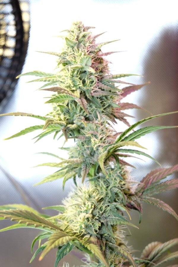 105576_og-kush-autoflowering-by-ted_dinafem_og-kush-autoflowering-scaled-1.jpg OG Kush Autoflowering