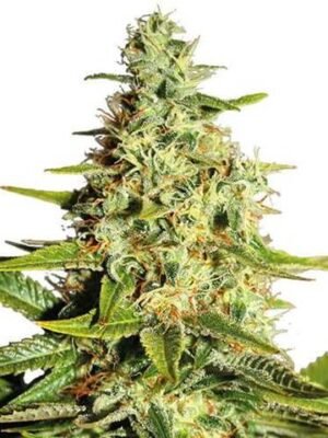 Afghan-Marijuana-Seeds.jpg Afghan Outdoor feminized Seeds