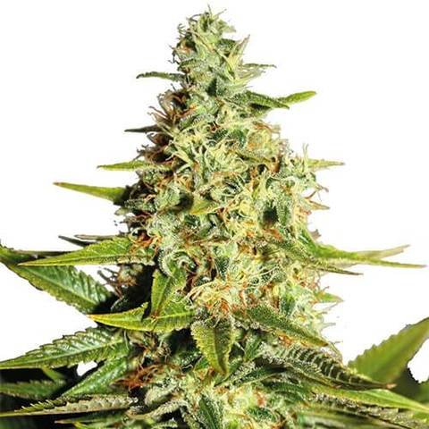 Afghan-Marijuana-Seeds.jpg Afghan Outdoor feminized Seeds