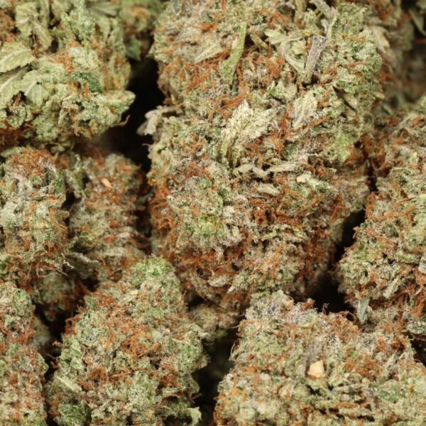 Afghani-pink-w.jpg Afghani Pink