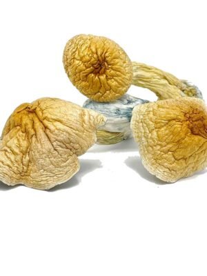 African-Transkei-Mushroom.jpg African Transkei Mushrooms