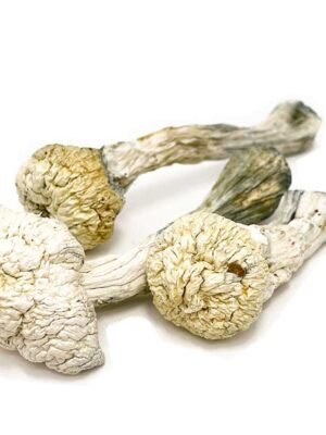 Albino-A-Mushrooms.jpg Albino A+ Mushrooms