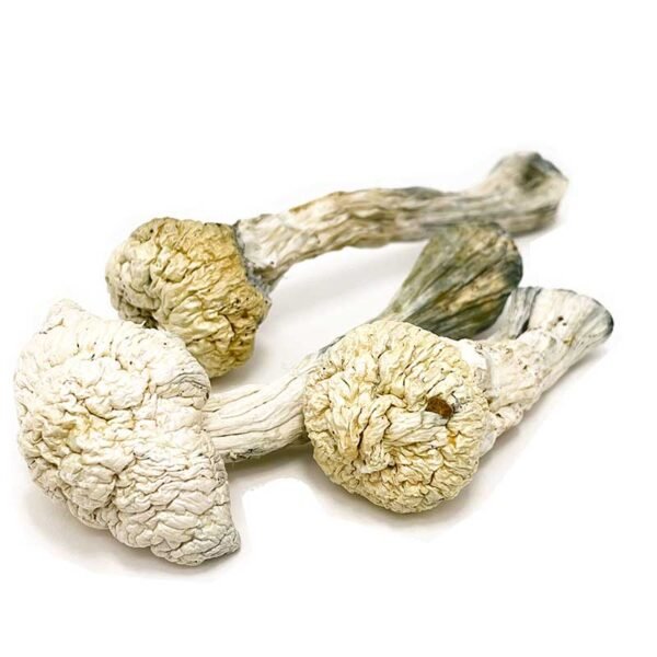 Albino-A-Mushrooms.jpg Albino A+ Mushrooms