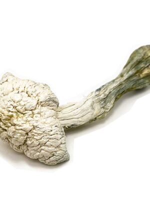 Albino-Penis-Envy-Mushroom.jpg Albino Penis Envy Mushroom