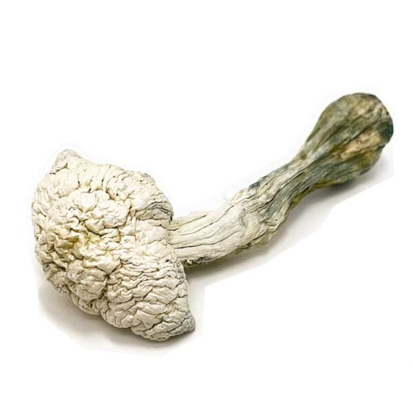 Albino-Penis-Envy-Mushroom.jpg Albino Penis Envy Mushroom