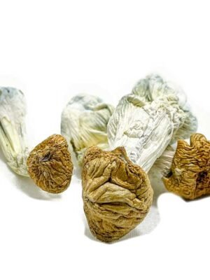 Aztec-Gods-Magic-Mushroom.jpg Aztec Gods Magic Mushrooms