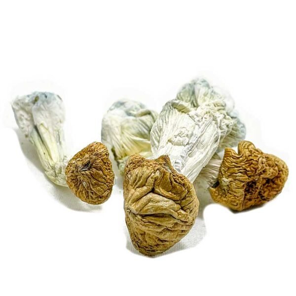 Aztec-Gods-Magic-Mushroom.jpg Aztec Gods Magic Mushrooms