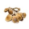 B-Magic-Mushrooms.jpg B+ Magic Mushrooms
