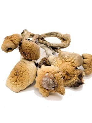 B-Magic-Mushrooms.jpg B+ Magic Mushrooms