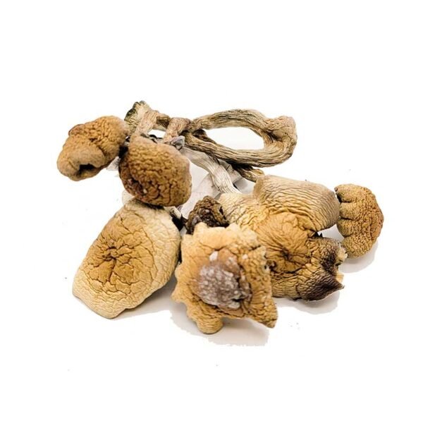 B-Magic-Mushrooms.jpg B+ Magic Mushrooms