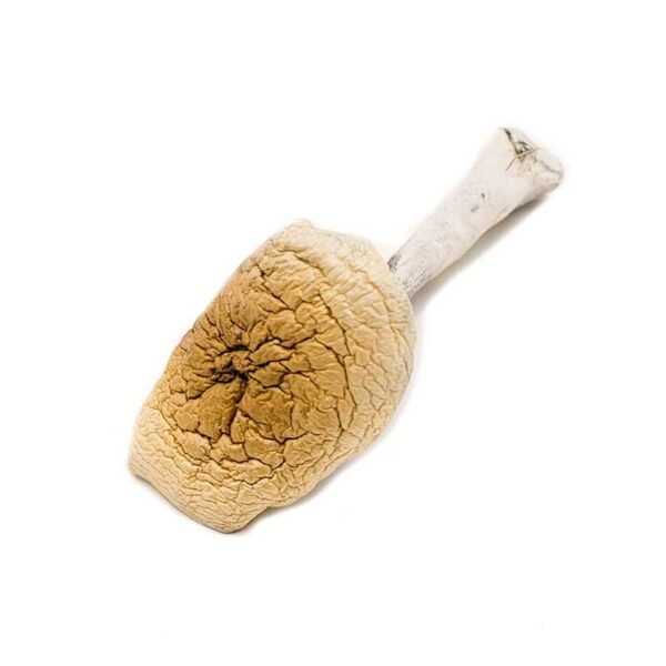 B-Magic-Mushrooms1.jpg Amazonian Magic Mushrooms