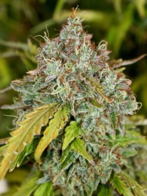BBMautoflowering3-764x1024-1.jpg Skunk Auto-flowering Seeds