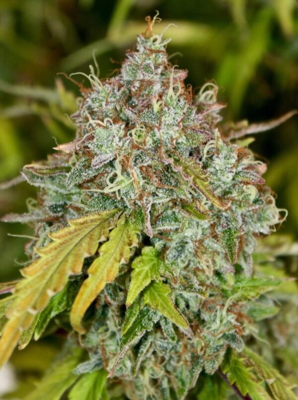 BBMautoflowering3-764x1024-1.jpg Skunk Auto-flowering Seeds