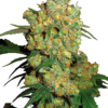 Big-Bud-Feminized-Seeds.png Big Bud Feminized Seeds
