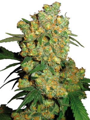 Big-Bud-Feminized-Seeds.png Big Bud Feminized Seeds