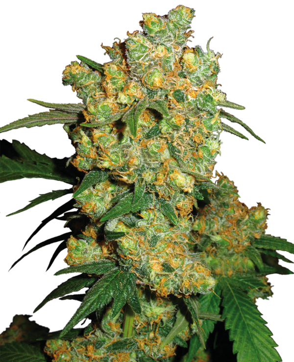 Big-Bud-Feminized-Seeds.png Big Bud Feminized Seeds