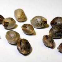 Bio-Diesel-Feminized-Marijuana-Seeds-whoesale.jpg Diesel Feminized Seeds