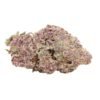 Black-chery-og-weed.jpg Black Cherry OG