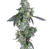 Blue-Dream-Feminized-Seeds.webp Blue Dream Feminized Seeds