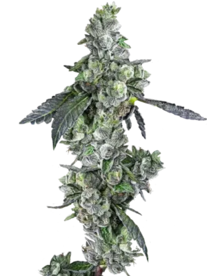 Blue-Dream-Feminized-Seeds.webp Blue Dream Feminized Seeds