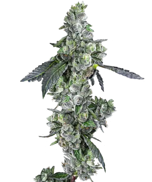Blue-Dream-Feminized-Seeds.webp Blue Dream Feminized Seeds