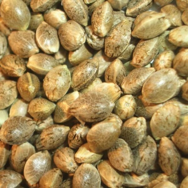 Blue-Dream-strains-feminized-seeds-e1562577575808.jpeg Blue Dream Feminized Seeds