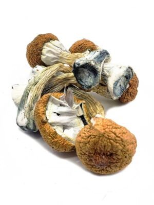 Blue-Meanie-Magic-Mushrooms.jpg Burmese Magic Mushrooms