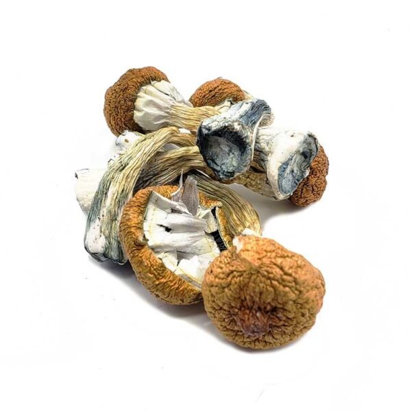 Blue-Meanie-Magic-Mushrooms.jpg Burmese Magic Mushrooms