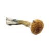Blue-Meanie-Magic-Mushrooms1-1.jpg Burmese Magic Mushrooms
