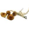 Brazilian-Magic-Mushrooms.jpg Brazilian Magic Mushrooms