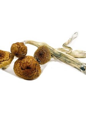 Brazilian-Magic-Mushrooms.jpg Brazilian Magic Mushrooms