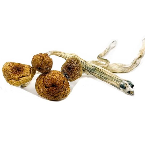 Brazilian-Magic-Mushrooms.jpg Brazilian Magic Mushrooms