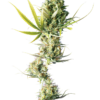 Durban-Poison-Feminized-Seeds.png Durban Poison Feminized Seeds