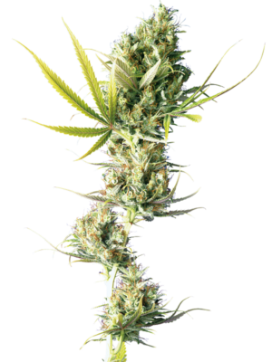 Durban-Poison-Feminized-Seeds.png Durban Poison Feminized Seeds