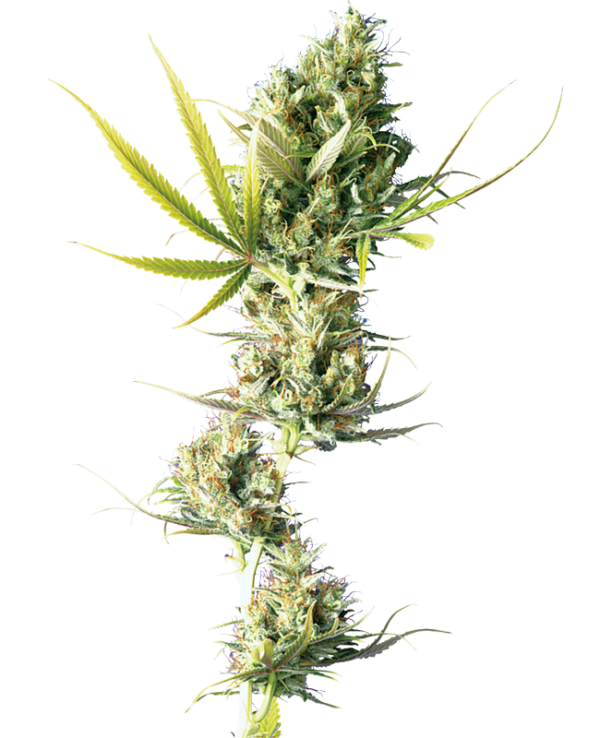 Durban-Poison-Feminized-Seeds.png Durban Poison Feminized Seeds