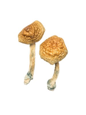 Golden-Mammoth-Magic-Mushroom.jpg Golden Mammoth Mushroom