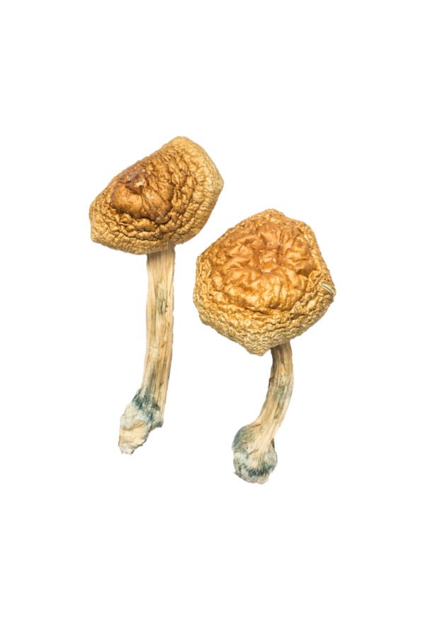 Golden-Mammoth-Magic-Mushroom.jpg Golden Mammoth Mushroom