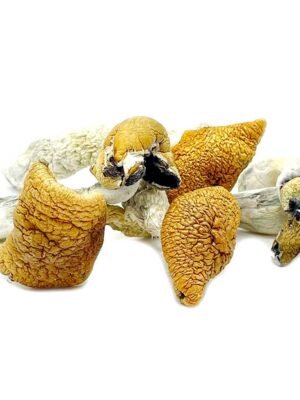 Golden-Teacher-Magic-Mushrooms.jpg Magic Mushroom