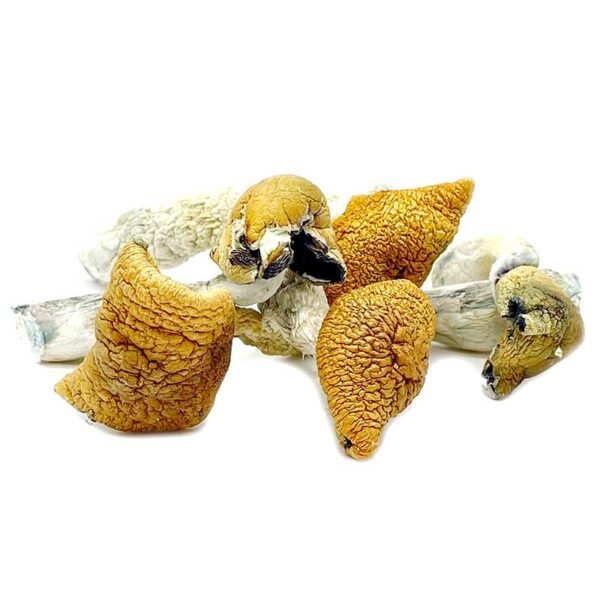 Golden-Teacher-Magic-Mushrooms.jpg Golden Teacher Mushrooms