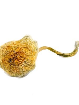 Goldie-Magic-Mushrooms.jpg Goldie Magic Mushrooms