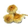 Goldie-Magic-Mushrooms1.jpg Goldie Magic Mushrooms