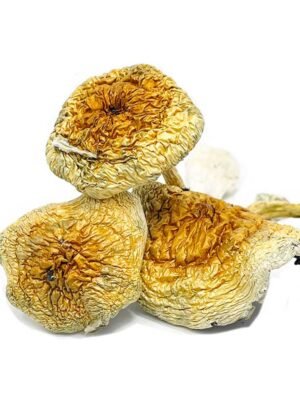 Goldie-Magic-Mushrooms1.jpg African Pyramid Mushroom