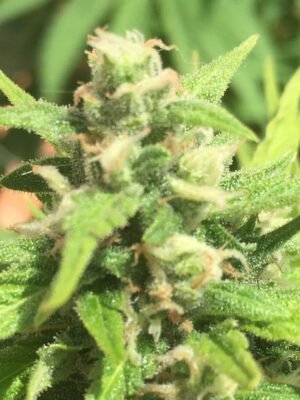 IMG_20180706_141745_516.jpg Cheese Autoflowering