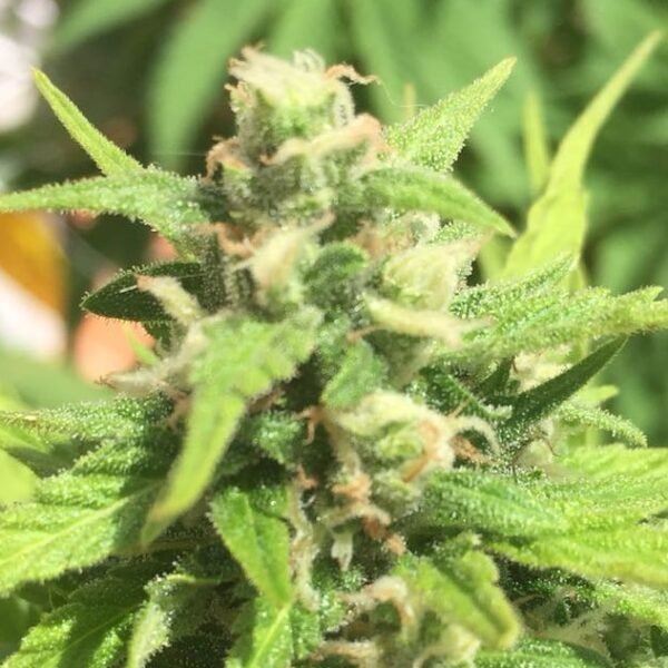IMG_20180706_141745_516.jpg Cheese Autoflowering