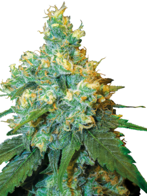 Jack-Herer-feminized-Seeds.png Jack Herer feminized Seeds