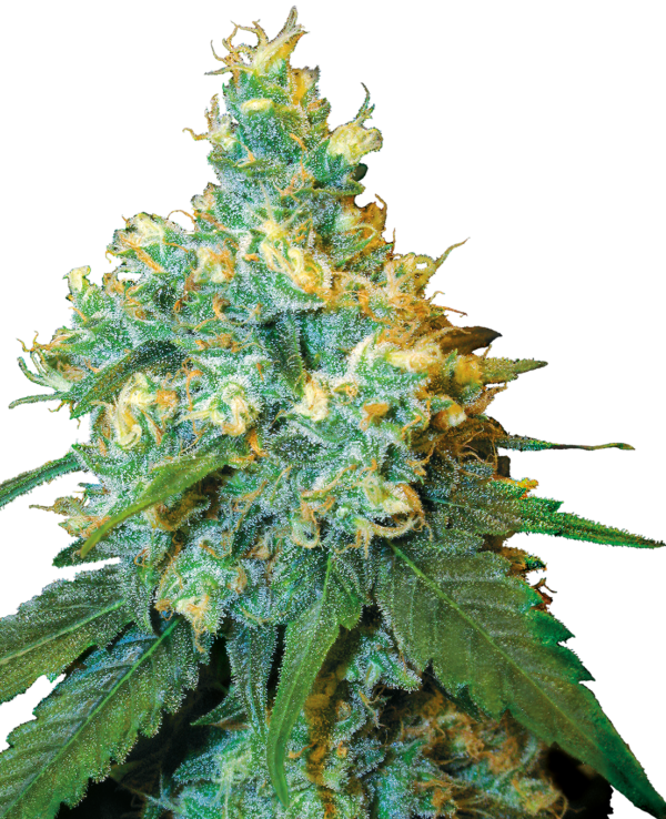 Jack-Herer-feminized-Seeds.png Jack Herer feminized Seeds