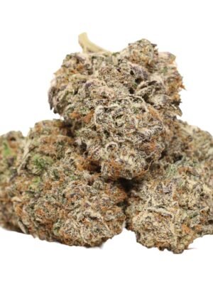 Kombucha-craft-strain-1.jpg Kombucha AAAA+ Hybrid Craft