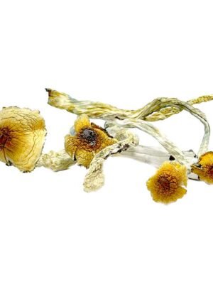 Liberty-Caps-Mushrooms-1.jpg Liberty Caps Mushrooms